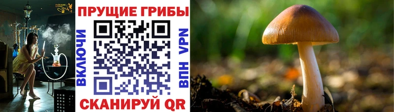 Псилоцибиновые грибы прущие грибы  Купить где  Слюдянка 
